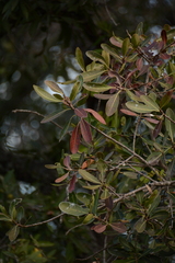 Diospyros mespiliformis