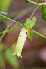 Correa reflexa lobata