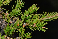 Melaleuca wilsonii