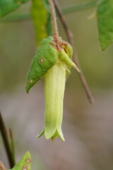 Correa reflexa lobata