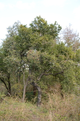 Diospyros mespiliformis