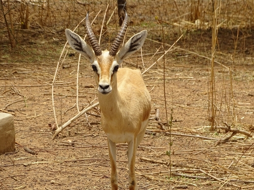 Gazella dorcas image