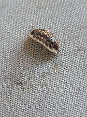 Oniscus asellus