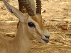 Gazella dorcas