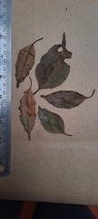 Orophea thomsonii
