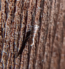 Cameraria ostryarella