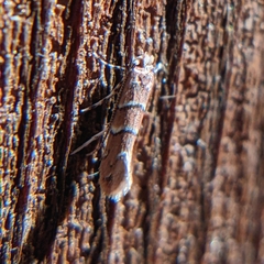 Cameraria ostryarella