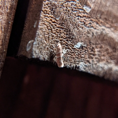 Cameraria ostryarella