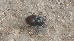 Lucanus cervus
