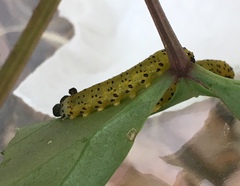 Ceratulus spectabilis