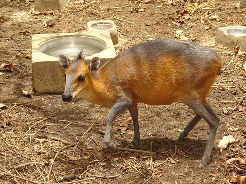 Red-flanked Duiker