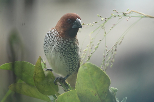 Scaly-breasted Munia (Lonchura punctulata), photo 3