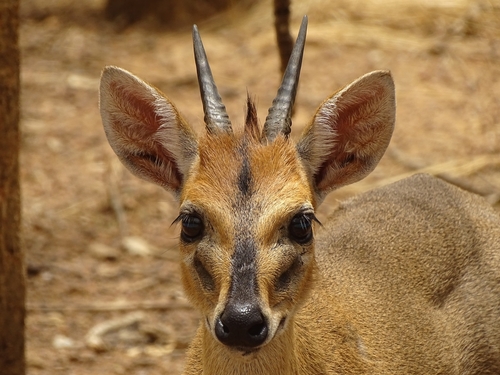 Sylvicapra grimmia campbelliae