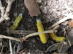 Ceratulus spectabilis