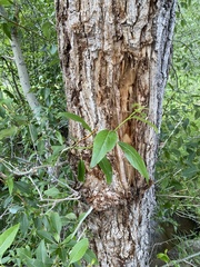 Populus × acuminata
