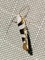 Argyresthia calliphanes