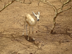 Gazella dorcas image