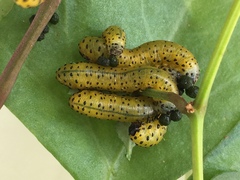 Ceratulus spectabilis