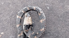 Atractus snethlageae