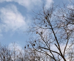 Pteropus poliocephalus