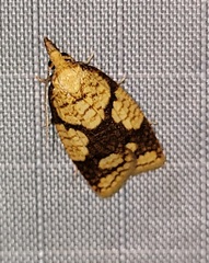 Cenopis ferreana