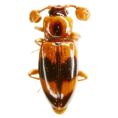 Phymaphora pulchella