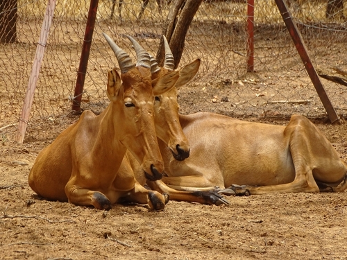 Western Hartebeest