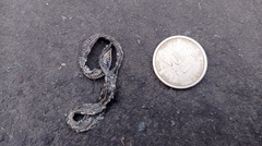 Atractus snethlageae