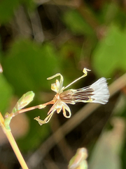 Lactuca ludoviciana