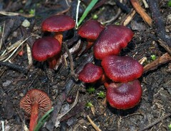 Cortinarius kula