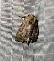 Oligia chlorostigma