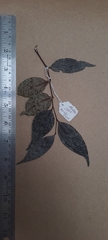 Orophea thomsonii
