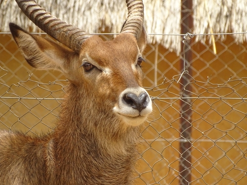 Defassa Waterbuck