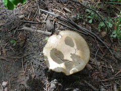 Catathelasma ventricosum