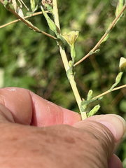 Lactuca ludoviciana