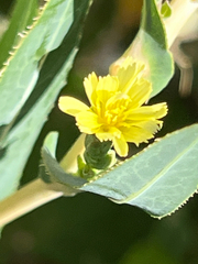 Lactuca ludoviciana