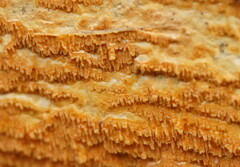 Incrustoporiaceae