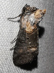 Abrostola asclepiadis