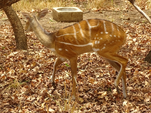 Northern Bushbuck