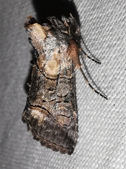 Abrostola asclepiadis