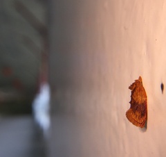 Aeolanthes erythrantis