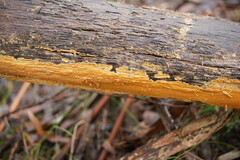 Incrustoporiaceae