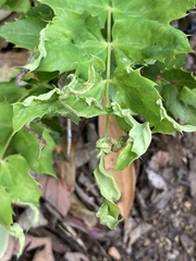 Aceria caliberberis