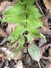 Aceria caliberberis