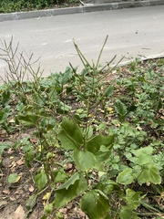 Alliaria petiolata