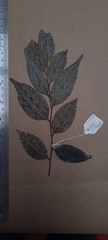 Orophea thomsonii