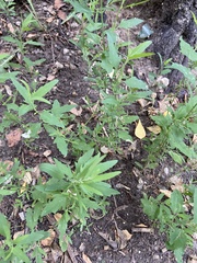 Atriplex patula
