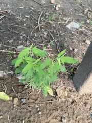 Atriplex patula