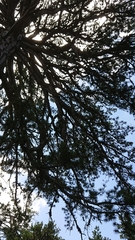 Pinus nigra pallasiana