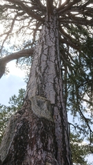 Pinus nigra pallasiana